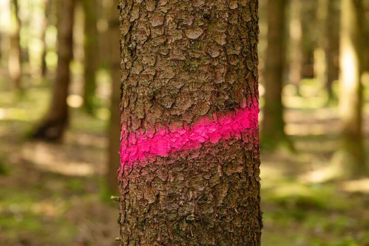 KERBL Markierungsspray Forst Neon